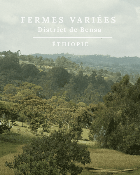 Ethiopie Sidama Sélection terroir Smith Café